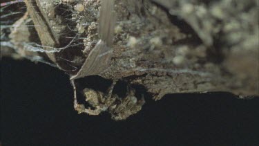 predatory Portia spider in den with eating redback spiderlings