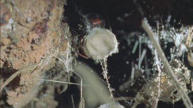 red back female tending her eggs sacs