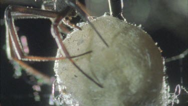 red back female tending her eggs sacs spinning sac around