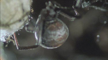 red back female tending her eggs sacs spinning sac around