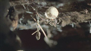 red back female tending her eggs sacs bringing them closer to her, showing red stripe on back