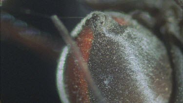 red back female spinning silken thread