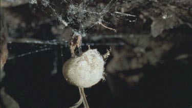 red back spiderlings emerges from egg sac and runs along web followed by another web