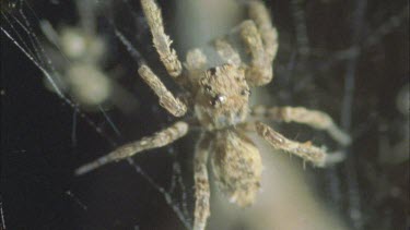 predatory Portia spider in den with eating redback spiderlings