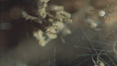 predatory Portia spider in den with eating redback spiderlings