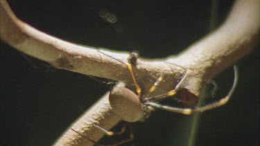 Spider walking along branch is hit three times by accurate archer fish water jet but it manages to hold on