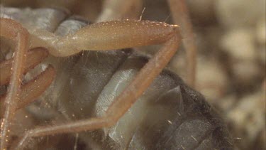 scorpion eating wind scorpion Solifugid