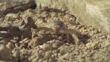 pan from prey eating moth to scorpion looking on and back again