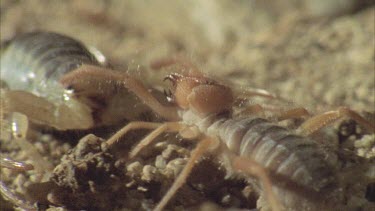 pan from prey eating moth to scorpion looking on and back again then they challenge each other