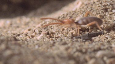 Solifugid runs through ground