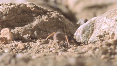 Solifugid runs through ground then digs in soil