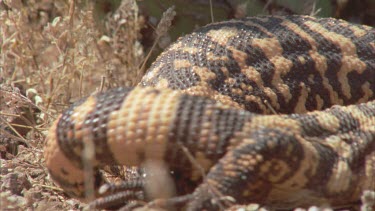 Gila Monsters wrestling tumbling over each other flipping one bites leg and loser walks off