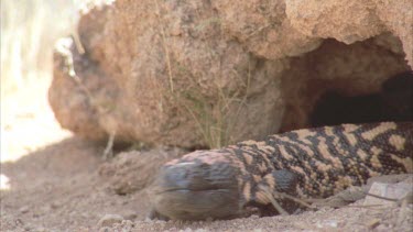 Gila Monster crawls in shady earthen cave