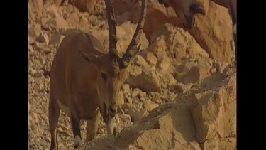 Young males locking horns. Play fighting, practice. Bachelor herd.