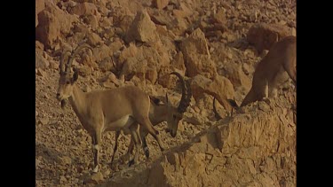 Group of young male ibex goats on rocky outcrop. Young males locking horns. Play fighting, practice. Bachelor herd.