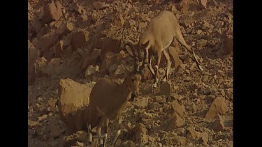 Young males locking horns. Play fighting, practice. Bachelor herd.