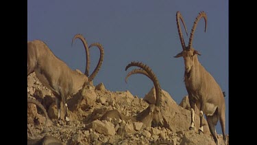 Male ibex digging in sand to get to cooler  sand to rest in. Kicks up dust. Cooling down in heat.