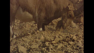 Male ibex digging in sand to get to cooler  sand to rest in. Kicks up dust. Cooling down in heat.