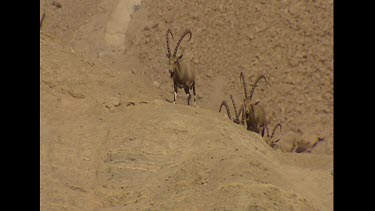 WS zoom in on males walking down very steep slope. Shows how steep and slippery the slope is and how well camouflaged the ibex are.