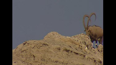 Male at summit, walking along rocky ridge.