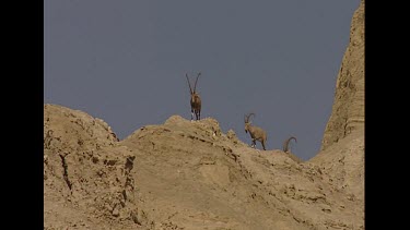 Herd of Males at summit, walking along rocky ridge. Wide Shot
