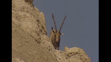 Males clambering climbing down very steep slippery rocky slopes. No vegetation. Specially adapted hoof structure to allow them to climb these slopes.