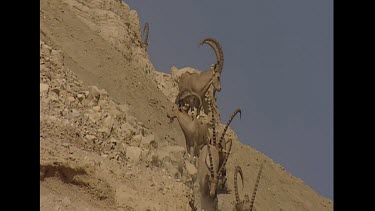 Males clambering climbing down very steep slippery rocky slopes. No vegetation. Specially adapted hoof structure to allow them to climb these slopes.