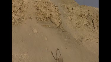 Males clambering climbing down very steep slippery rocky slopes. No vegetation. Specially adapted hoof structure to allow them to climb these slopes.