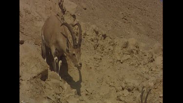 Male with tongue sticking out, smelling and watching female