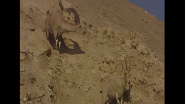 Male with tongue sticking out, smelling and watching female