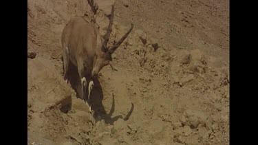 Male smells females urine on gravel sandy ground. Courtship.