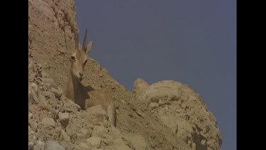 Male and female ibex. Shows sexual dimorphism. Female has small horns, male has large curved horns and beard. Male chasing after female. She walks aweay. Male in the rut.