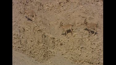 Camouflaged against brown desert rock. Female herd.