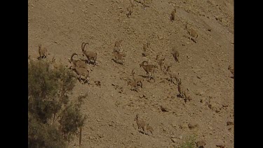 Very big Ibex herd, males and females together. Courtship.