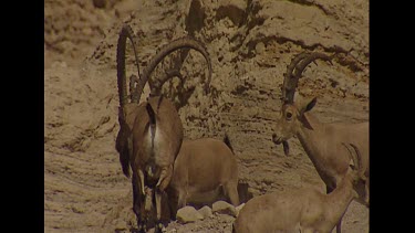 Very big Ibex herd, males and females together. Courtship.