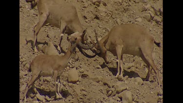 Youngish Males rutting, locking horns fighting for right to mate. Could be play fighting or ritual fighting. Not deadly. Courtship