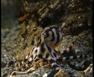 Moving along seabed testing piece of food, rejects food.  Foraging, looking for food.