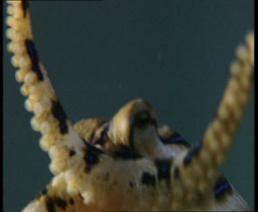 Low angle, moving suckers and mouthparts. Extreme Close Up