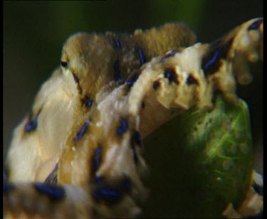 Moving along seabed. Extreme close up. Eye of octopus visible and blue rings flashing