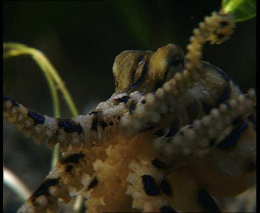 Moving along seabed, calm foraging for food, finds a shell, inspects and discards, moves on.