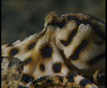 Foraging along seabed, using siphon jet of water to flush away sediment to expose food