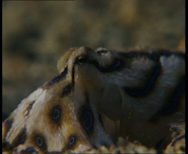 On Seabed, using jet of water to excavate sand in search of food, moves off using siphon to drift