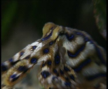 Moving along seabed onto a rockface, agitated or excited flashing on blue rings.