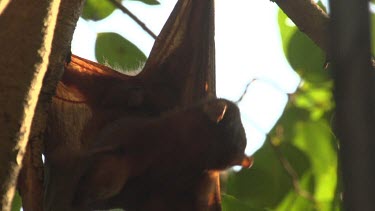 Flying fox looking around and swaying while hanging upside down off branch