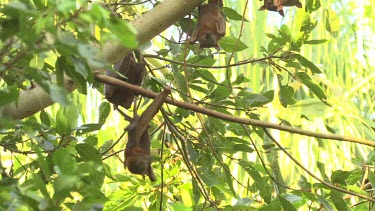 Four flying foxes looking at camera while hanging from branch