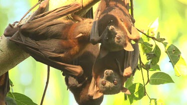 Four flying foxes pushing eachother around while hanging upside down on branch