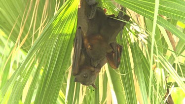 Two flying foxes hanging upside down embracing