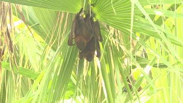Two flying foxes hanging upside down embracing