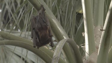 Two flying foxes hanging upside down embracing and moving