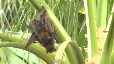Two flying foxes hanging and embracing before struggling